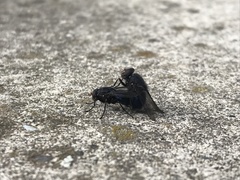 Calliphoroides antennatis