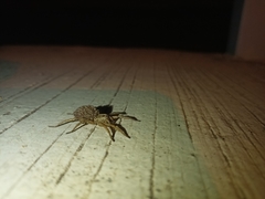 Camptocosa parallela
