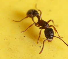 Myrmica punctiventris