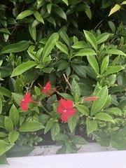 Ruellia elegans