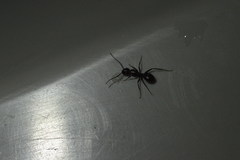 Formicidae