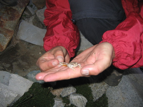 iNaturalist observation photo of Pacific chorus frog