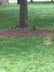 Sciurus carolinensis