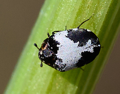 Anthrenus sophonisba