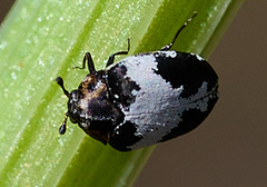 Anthrenus sophonisba