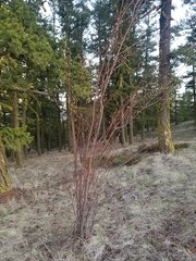 Amelanchier cusickii