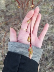 Amelanchier cusickii