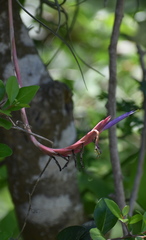 Tillandsia baileyi
