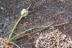 Zephyranthes longifolia