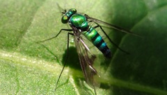 Condylostylus occidentalis