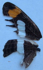 Adelpha iphicleola iphicleola