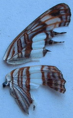 Adelpha iphicleola iphicleola