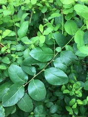 Magnoliopsida