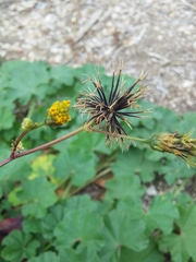 Bidens pilosa