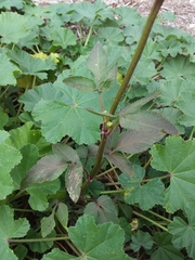 Bidens pilosa