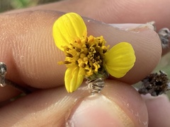 Bahiopsis chenopodina
