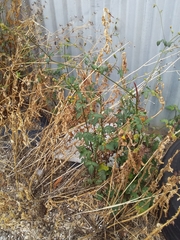 Bidens pilosa