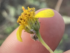 Bahiopsis chenopodina