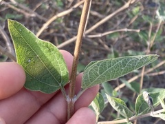 Bahiopsis chenopodina