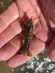 Procambarus versutus