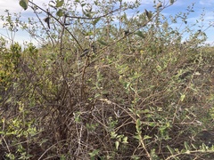 Bahiopsis chenopodina