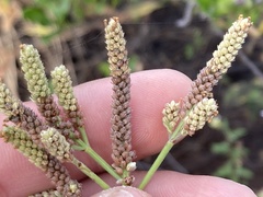 Verbena sphaerocarpa