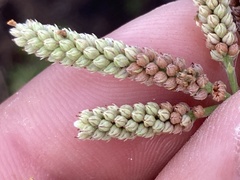 Verbena sphaerocarpa