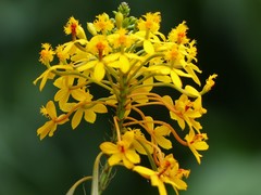 Epidendrum melinanthum
