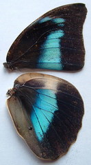 Archaeoprepona demophoon gulina