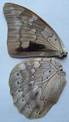 Archaeoprepona demophoon gulina