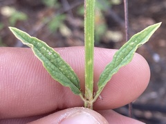Verbena sphaerocarpa