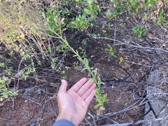 Verbena sphaerocarpa
