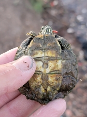 Pseudemys texana