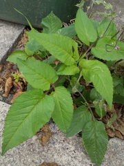 Bidens pilosa