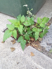 Bidens pilosa