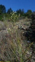 Toxicoscordion fontanum