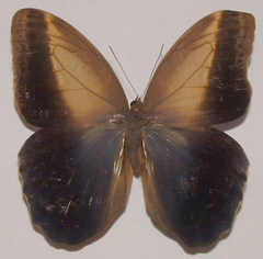 Caligo telamonius menus