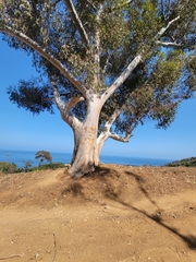 Eucalyptus cladocalyx