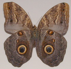 Caligo telamonius menus