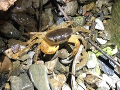 Geothelphusa bicolor