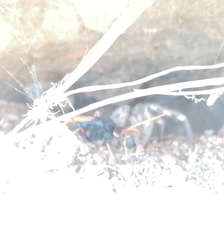 Tachypompilus ignitus