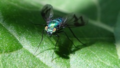 Condylostylus occidentalis
