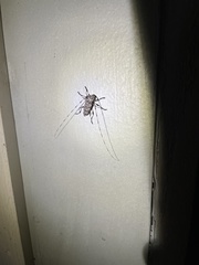 Acanthocinus obsoletus