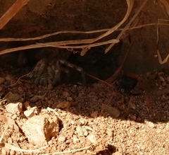 Tachypompilus ignitus