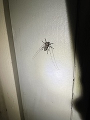 Acanthocinus obsoletus