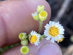 Erigeron socorrensis