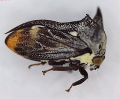 Pogonella minutus