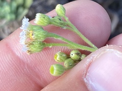 Erigeron socorrensis