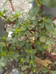 Portulaca oleracea