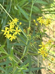 Senecio polyanthemoides